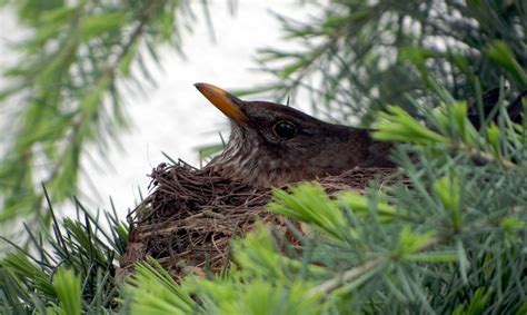 Blackbird,nest,breed,bird's nest,blackbird nest - free image from needpix.com