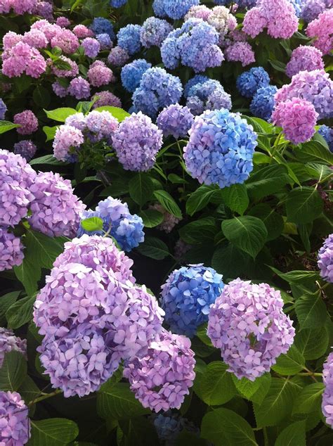 Gerdien Schoneveld: Pink Hydrangea Flowers Turning Brown / Hydrangea ...