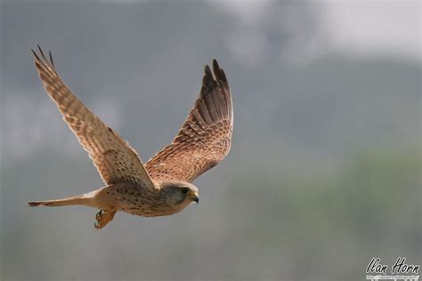 Kestrel in Flight Appears in Dodho Magazine!