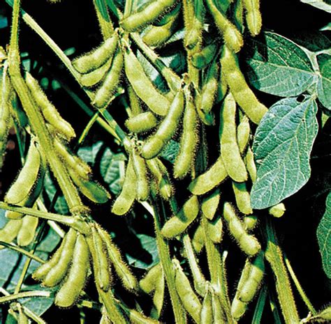 Fabaceae | Legumes, Pulses, Peas | Britannica