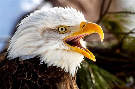 Bald eagle dies after hunter mistakes it for goose - mlive.com