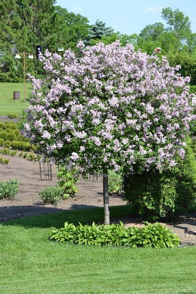 Dwarf Korean Lilac on Standard | Lilac tree, Garden shrubs, Flowering trees