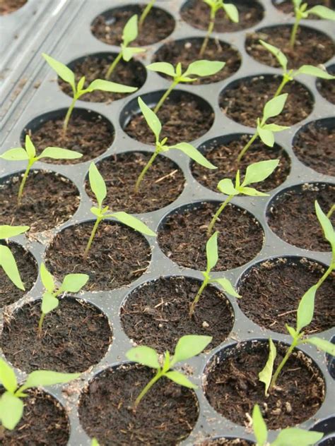 Germinating Pepper Seeds: 3 Tricks To Get Them To Sprout | Grow Hot Peppers