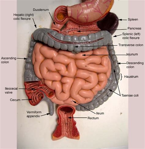 Labeled Diagram Of The Digestive System