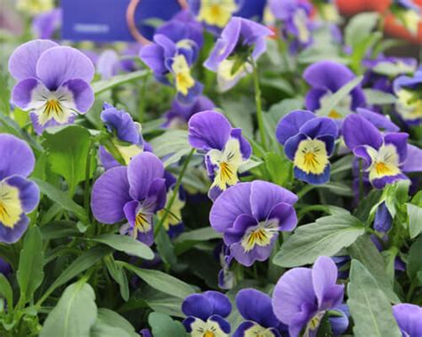 Pansy Colors That Help You Find The Right One - Greenplantpro