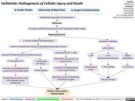 Ischemia: Pathogenesis of Cellular Injury and Death | Calgary Guide