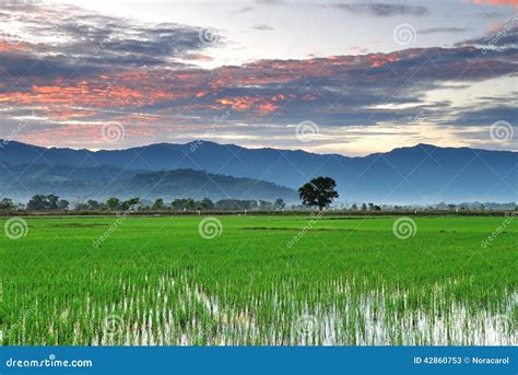 Sunrise over paddy field stock image. Image of agricultural - 42860753