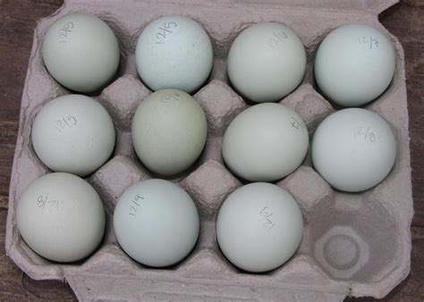 12+ Lavender and Split Ameraucana Hatching Eggs | BackYard Chickens