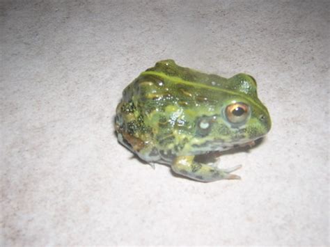 African Bullfrog Facts and Pictures