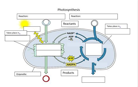 Chloroplast Diagram Labeled Photosynthesis