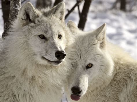 Wolf hair reveals high stress levels in hunted population | Science | AAAS