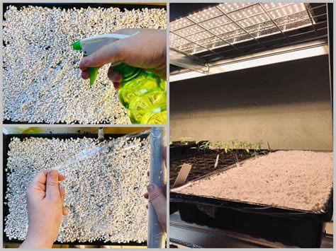 Celery Seeds: The Trick That Gets Them to Germinate - Tiny Garden Habit