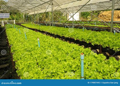 Organic Green Lettuce Farm Growing in the Greenhouse Stock Image ...