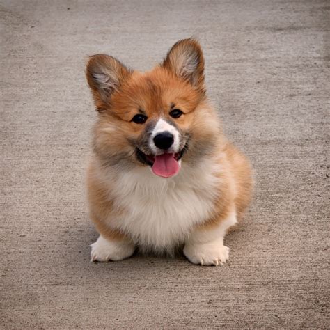 Corgi Puppy Wallpapers ·① WallpaperTag