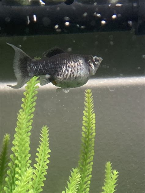 10 Molly Fish Diseases (with Pictures) & How To Prevent It