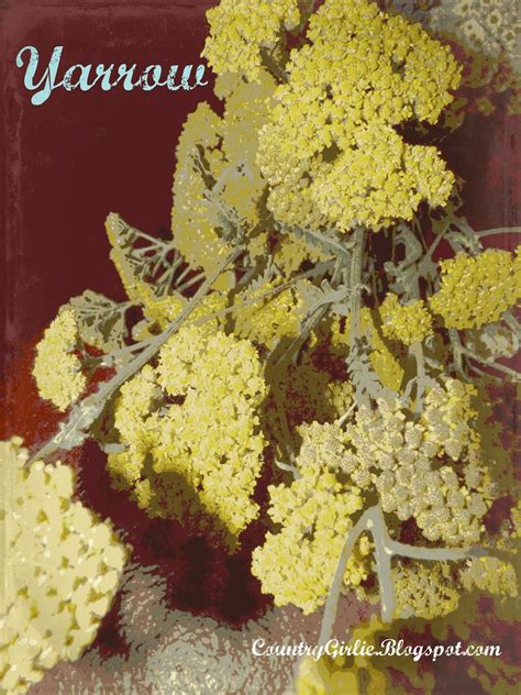 Country Girlie: YARROW TEA and other herbal tea recipes