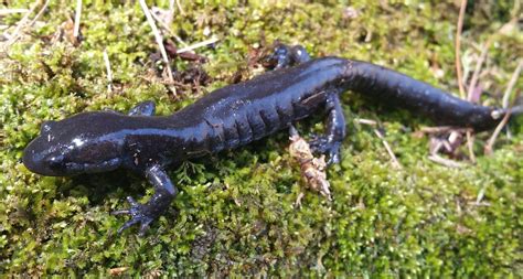 Jefferson Salamander - Upper Valley Land Trust