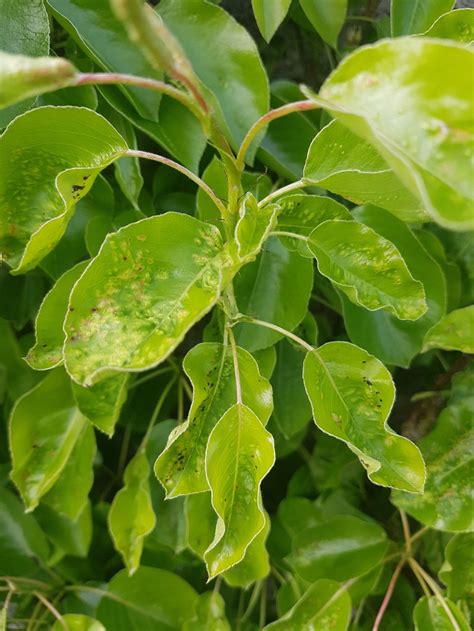 pear tree diseases nz - Tracey Baumgartner