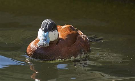 Ruddy Duck - San Francisco Zoo & Gardens