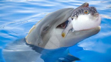 Do Dolphins Eat Pufferfish? Do Dolphins Use Pufferfish As Toys? | DolphinXpert.com