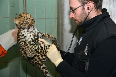 Zoo Veterinarian Job Description: Salary, Skills & More | Zoo ...