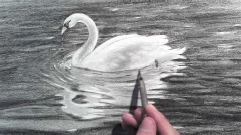 Drawing a Swan - Time Lapse - YouTube