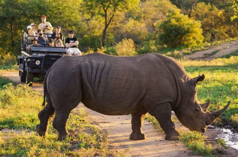 Sabi Sands Game Reserve - Safari Ventures