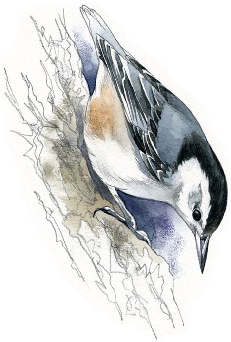 Items similar to White-breasted Nuthatch - bird art, wildlife art - nature print of original ...