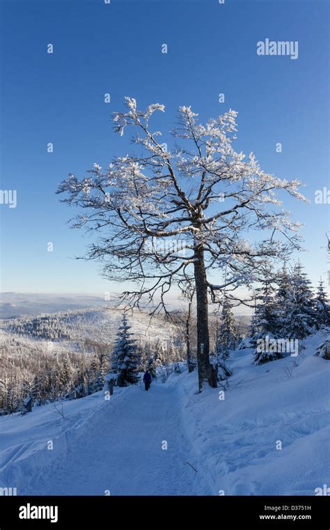 winter in bavarian forest, germany Stock Photo - Alamy