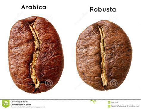 Arabica nera, chicco di caffè robusta | Hạt cà phê, Cà phê, Espresso