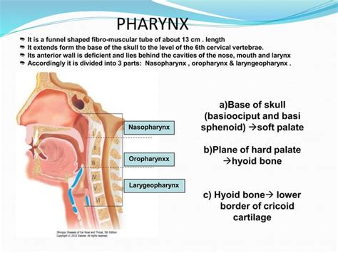 Hypopharynx anatomy | PPT