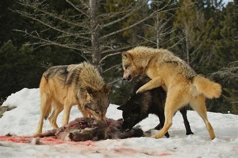 Wolves Feeding | Flickr - Photo Sharing!