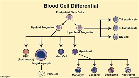 Leukemia Cell Diagram