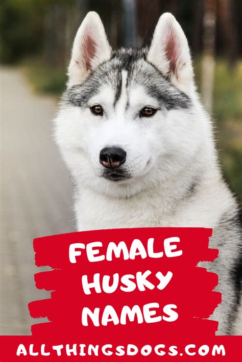 Siberian husky dog names 200 different male female names – Artofit