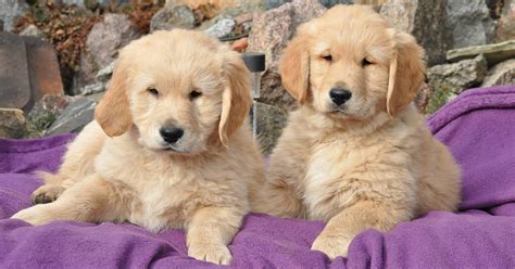 Male vs. Female Golden Retriever: 10 Differences To Help You Choose ...