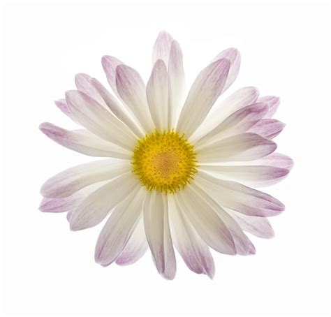 Free White and Purple Daisy Flower Isolated Stock Photo - FreeImages.com