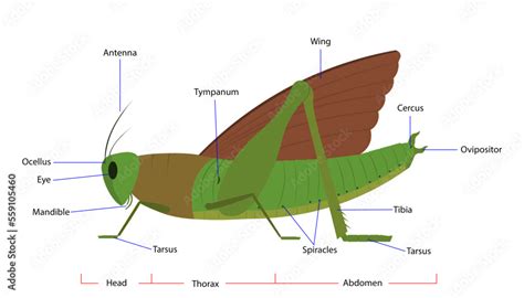 the grasshopper anatomy diagram showing parts of the grasshopper Stock Vector | Adobe Stock