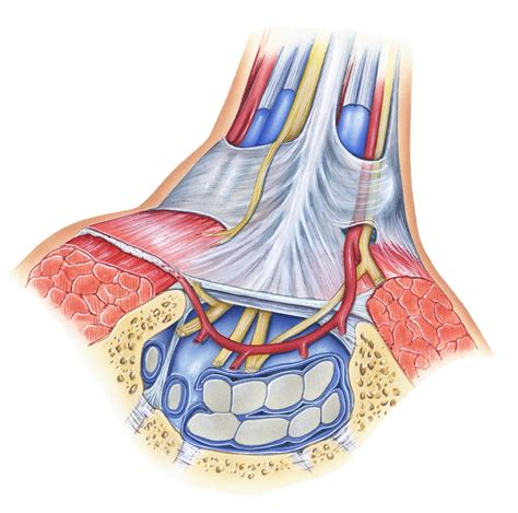 What is Traverse Carpal Ligament Pain? | Pain Specialists