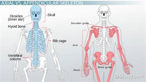 Axial Skeleton Worksheet - Printable Sheet Education