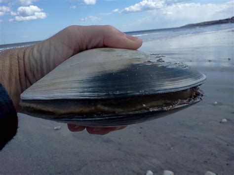 Ogunquit Beach Inn, & other adventures....: Quahogs on the shore...