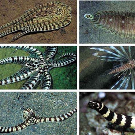 Mimic Octopus Lionfish