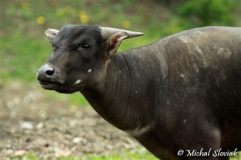 Image - Bubalus depressicornis (Lowland Anoa) | BioLib.cz | Lowland ...