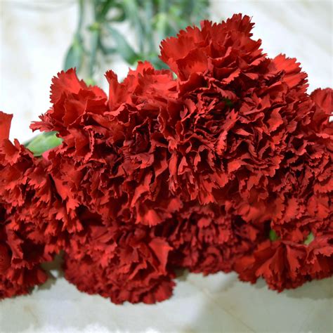 beautiful-carnation-flower-107