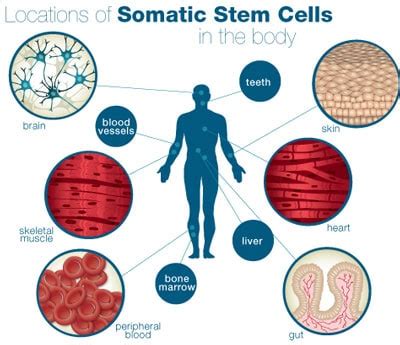 Adult Somatic vs Embryonic Derived Stem Cells