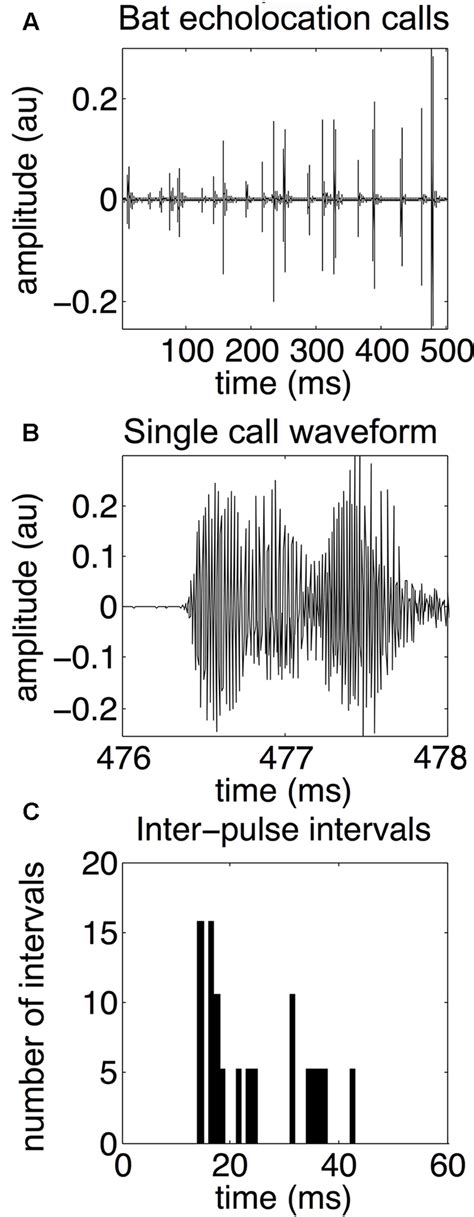 Bat echolocation calls. Bat echolocation calls are shown over a ...