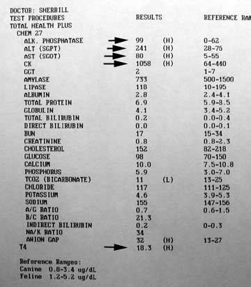 Liver Enzymes In Dogs Chart