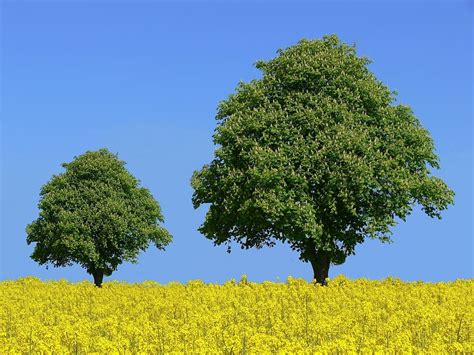 Descargar libre | castaños, campo de colza, árbol, plantas de mostaza, cielo, azul, simétrico ...