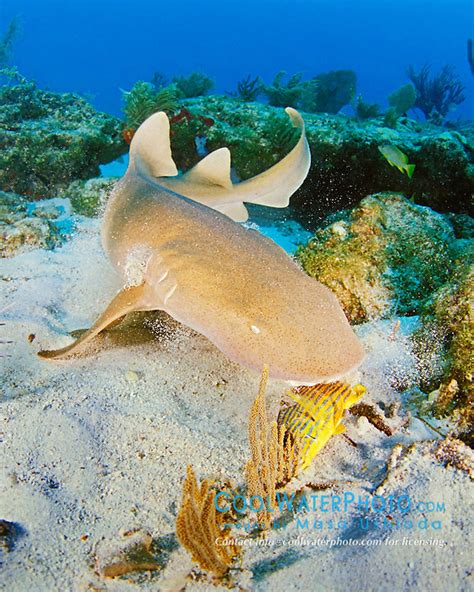 Nurse Shark Feeding on Reef Fish | Masa Ushioda CoolWaterPhoto.com