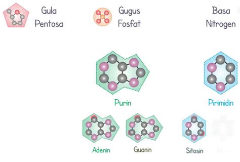 Asam Nukleat – Materi.Co.ID