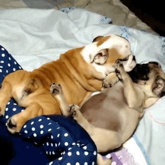 Pug Love GIFs - Find & Share on GIPHY